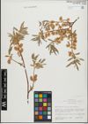 Foto von Salix geyeriana Andersson